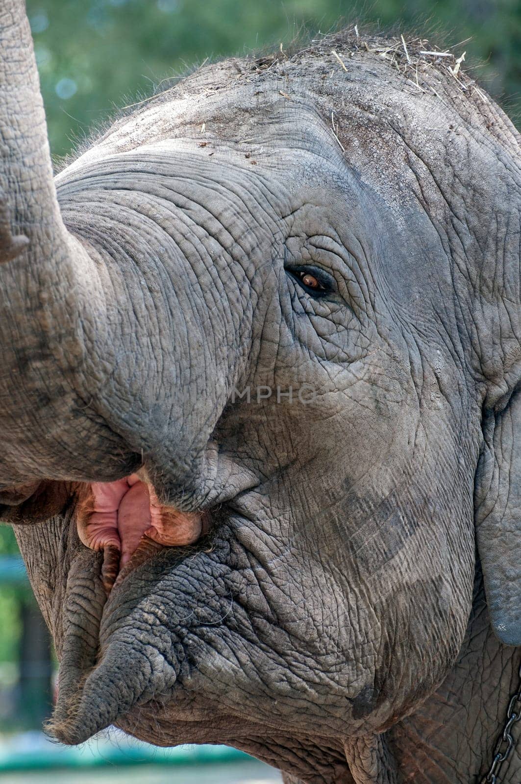 Close up image of an elephant face.