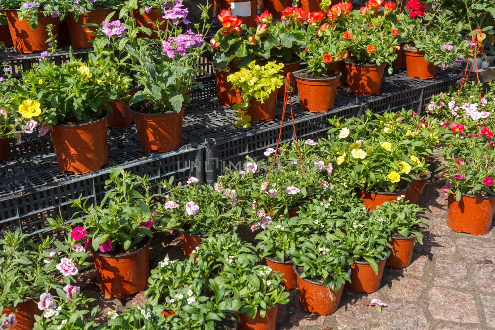 sale of flower pots with ornamental spring flowers on the outdoor farmers market