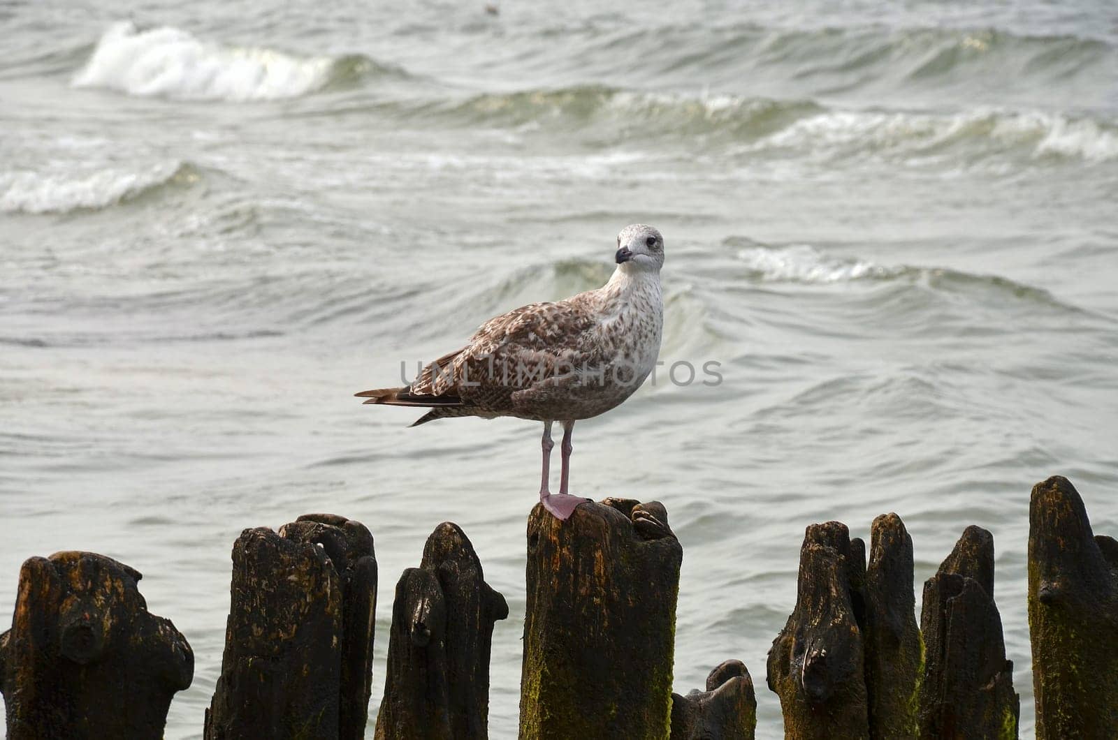 seagull on the beach