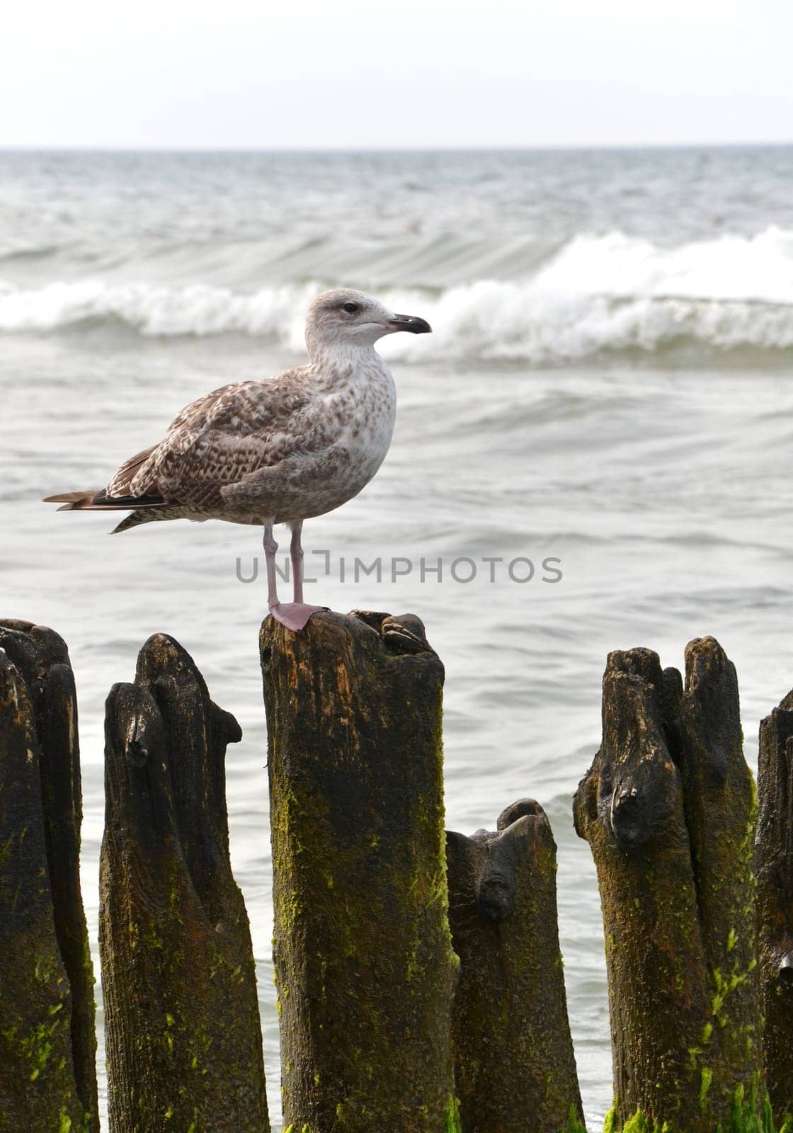 seagull on the beach