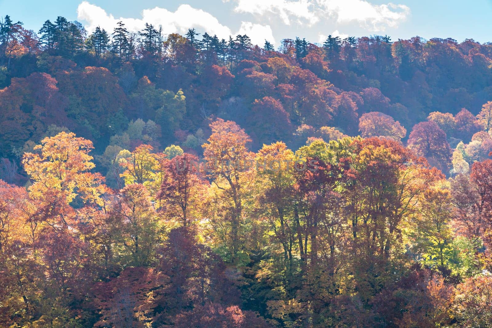 Sunset red leaf autumn fall season for Forest wodland in Akita Tohoku Japan