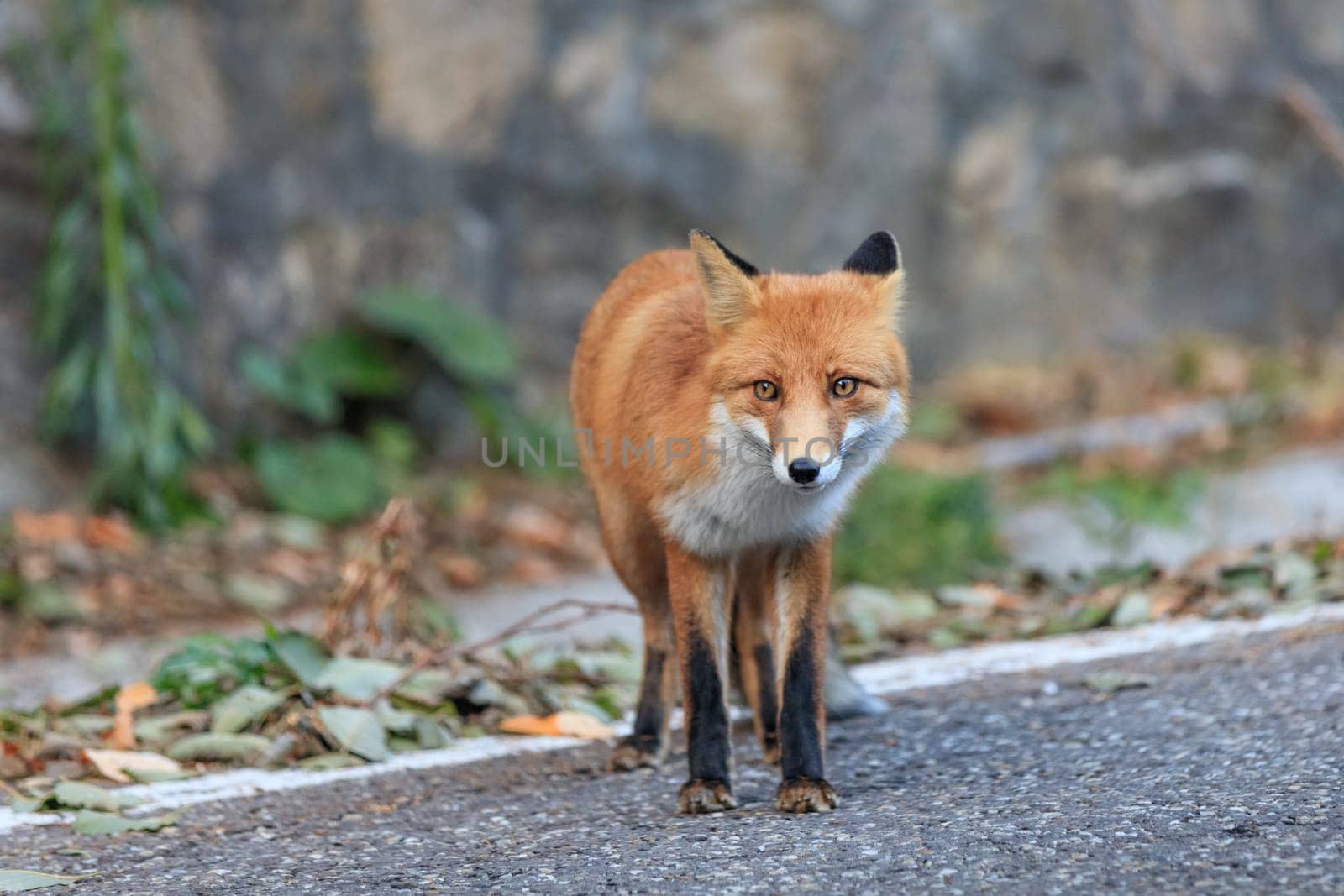 european red fox (vulpes vulpes) in Fagaras Mountains, Romania