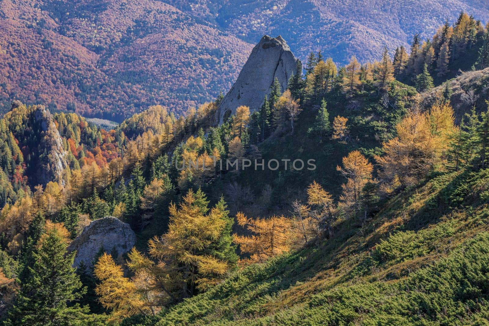 autumn forest in the Ciucas Mountains, Romania