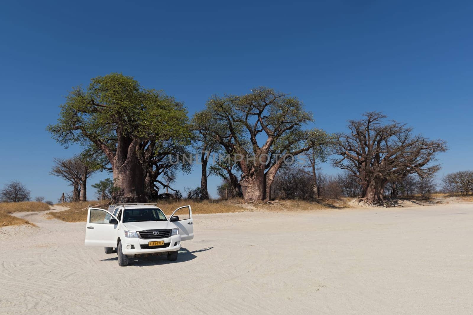 parked car in front of the baines baobab in nxai pan national park botswana