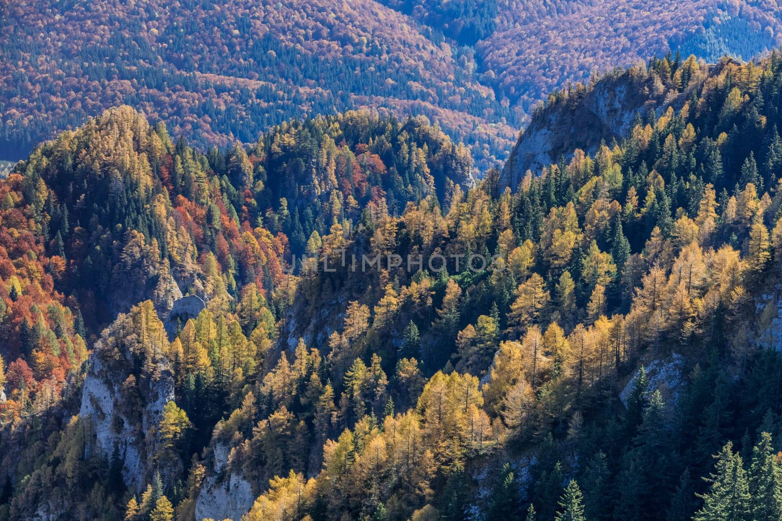 autumn forest in the Ciucas Mountains, Romania