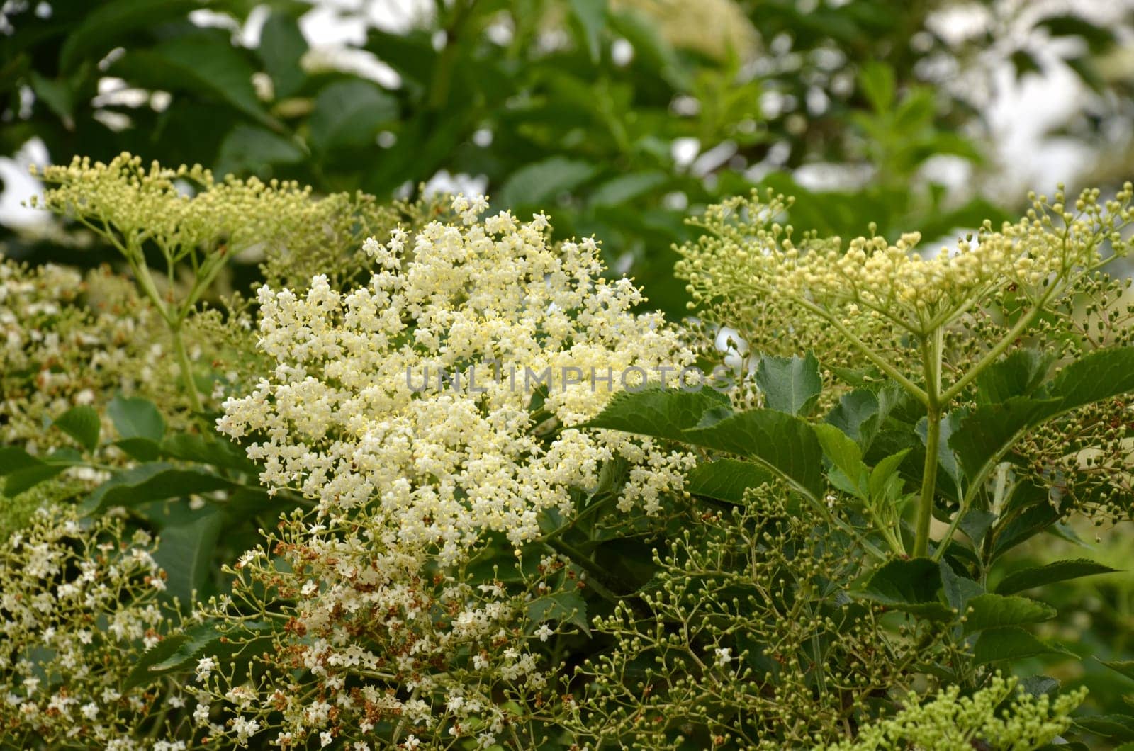 elderflower harvest