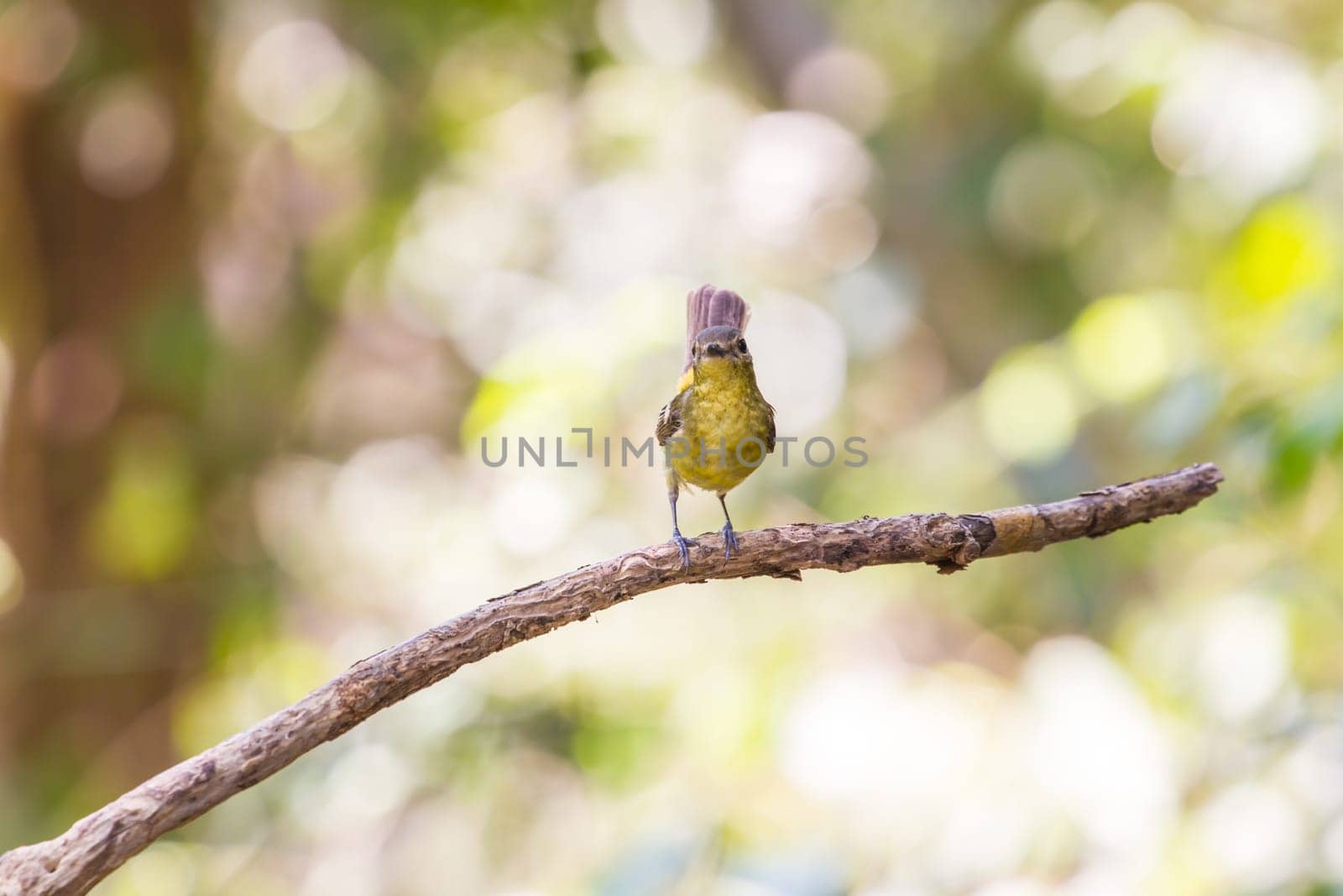Female Yellow-rumped flycatcher (Ficedula zanthopygia) in nature of Thailand