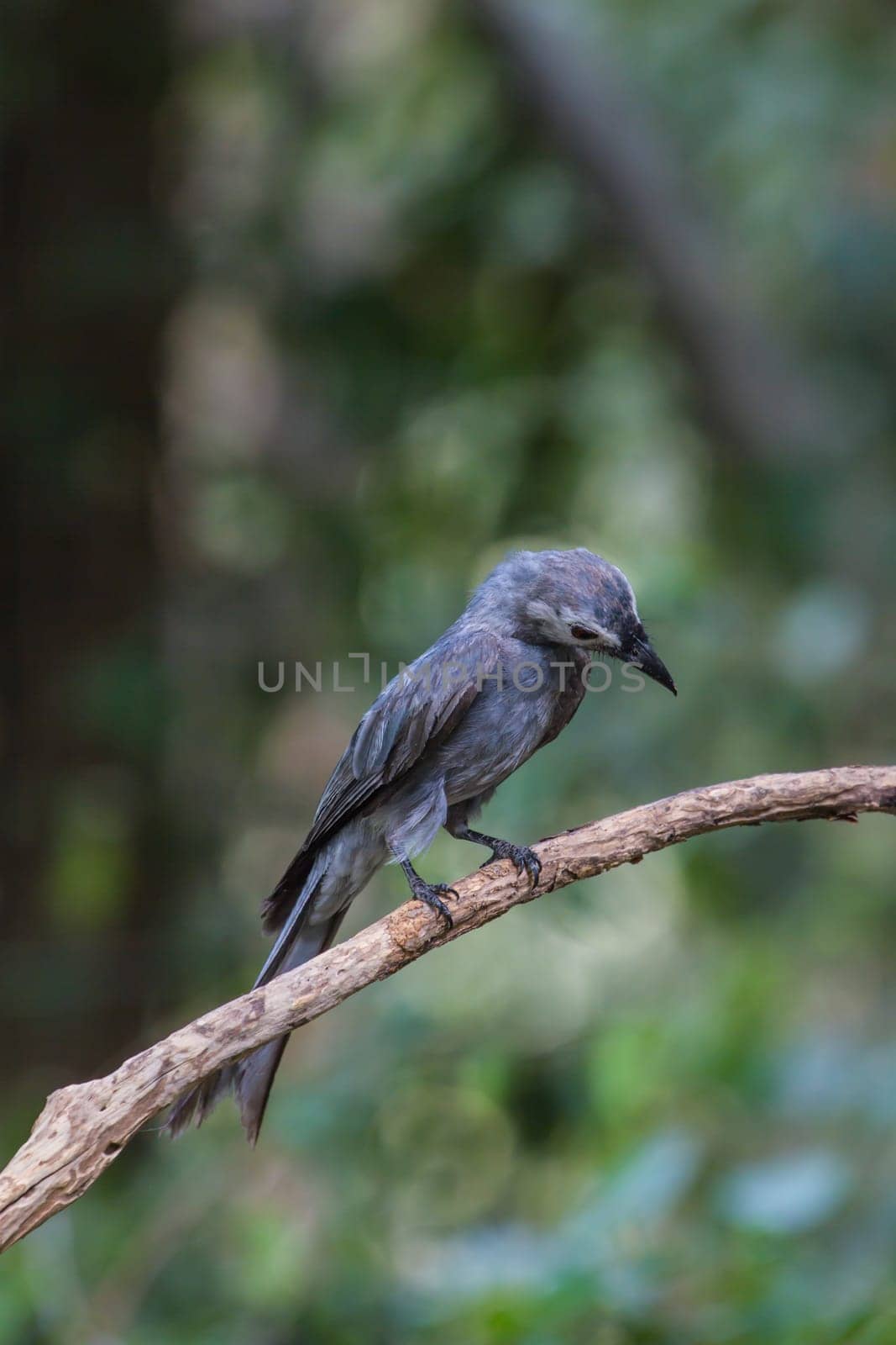 beautiful ashy drongo (Dicrurus leucophaeus)  perching on a branch