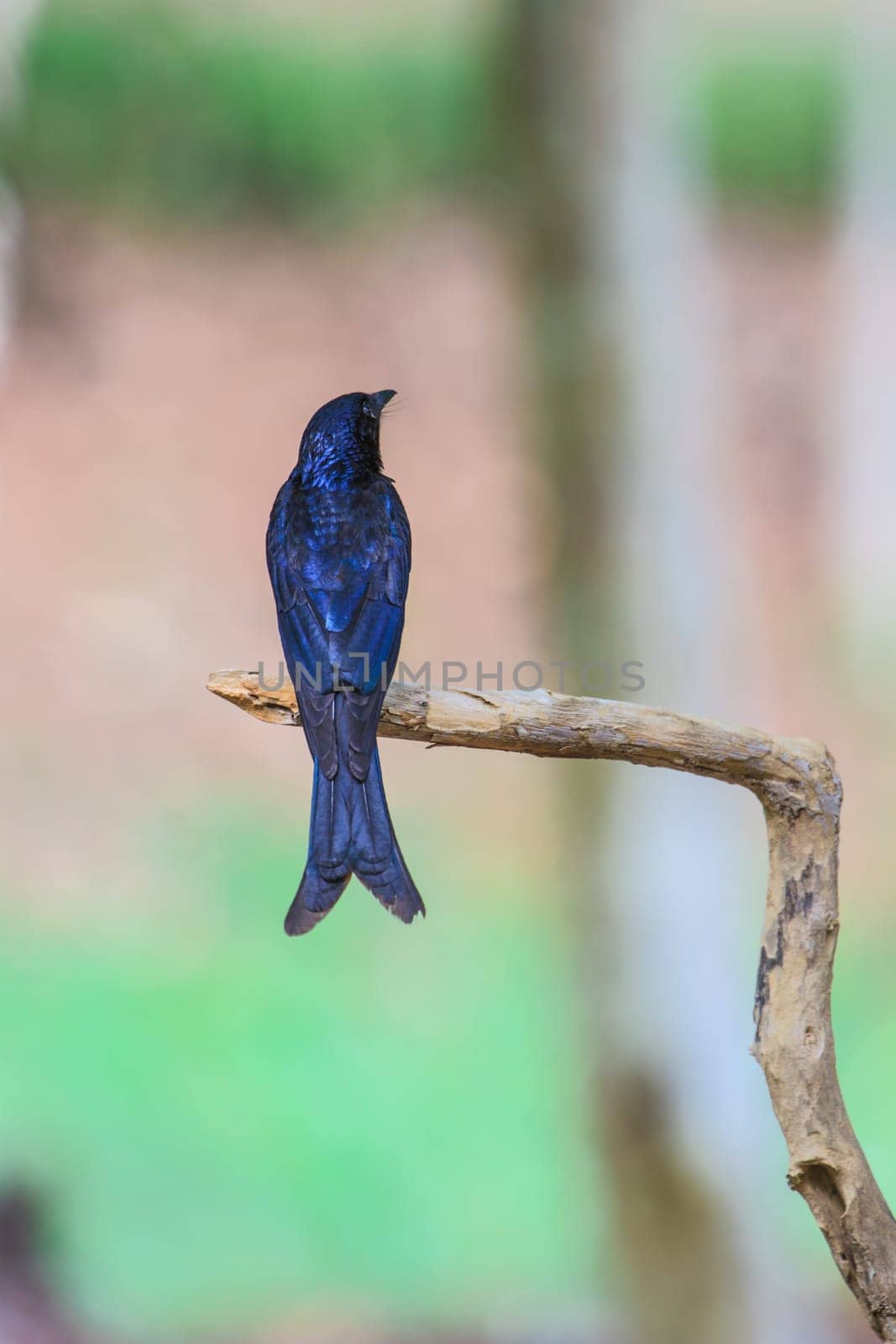 Black drongo, Dicrurus Macrocercus, beautiful bird in forest
