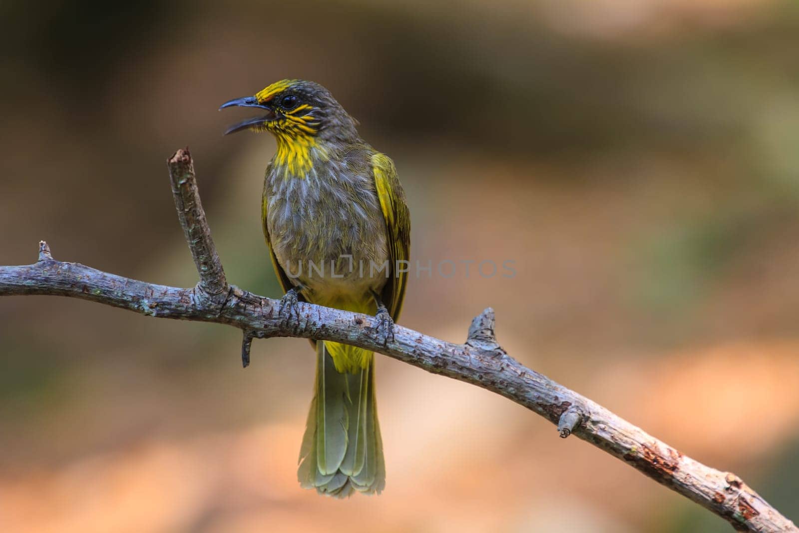 Stripe-throated Bulbul Bird, standing on a branch in nature of thailand