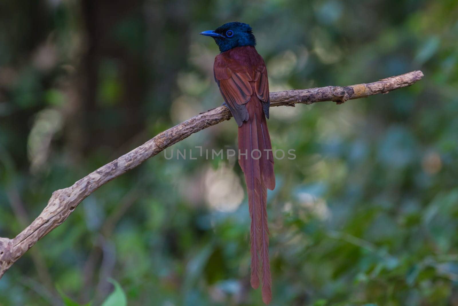 Bird in nature, asian paradise flycatcher perching on a branch