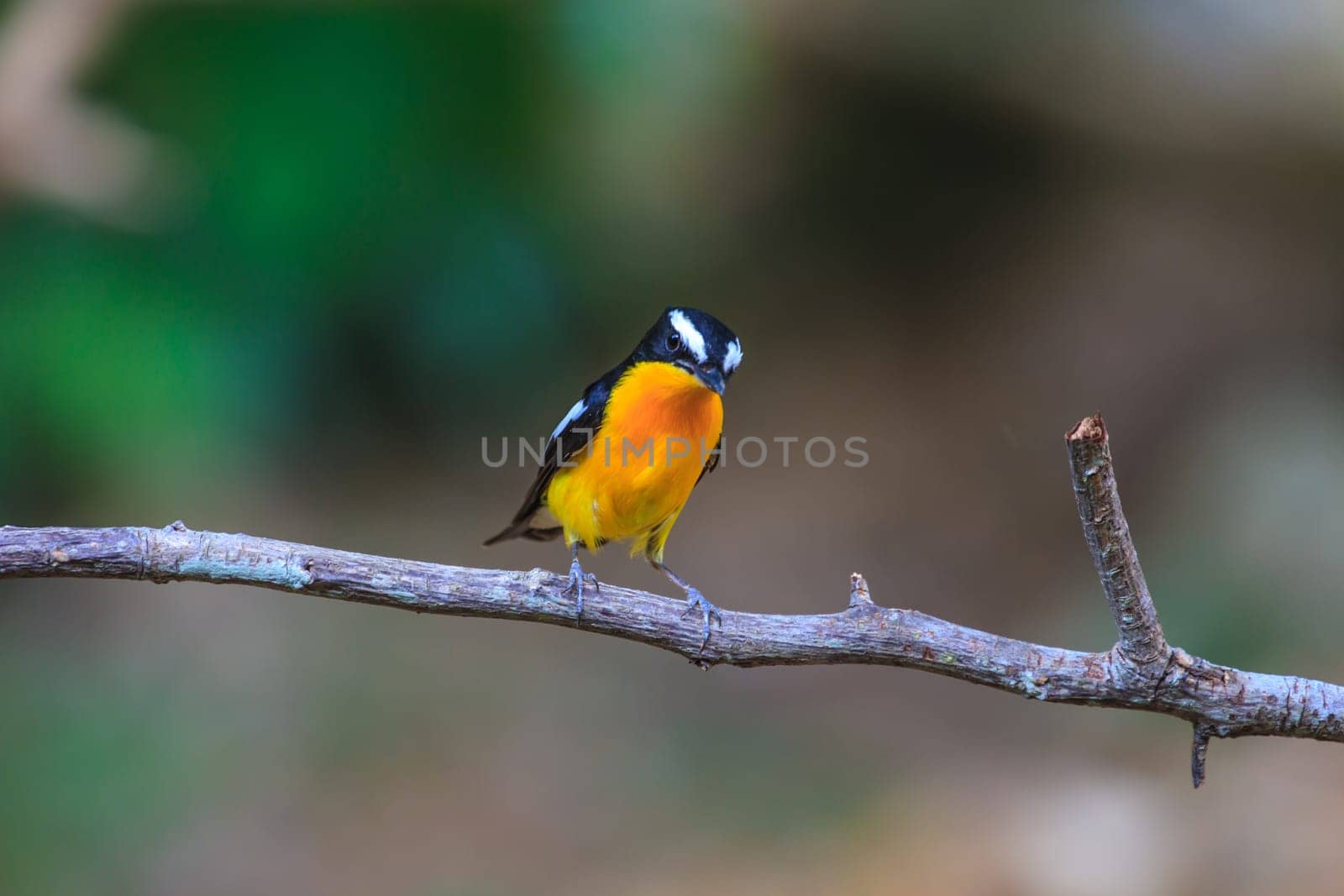 Male Yellow-rumped flycatcher (Ficedula zanthopygia) in nature of Thailand