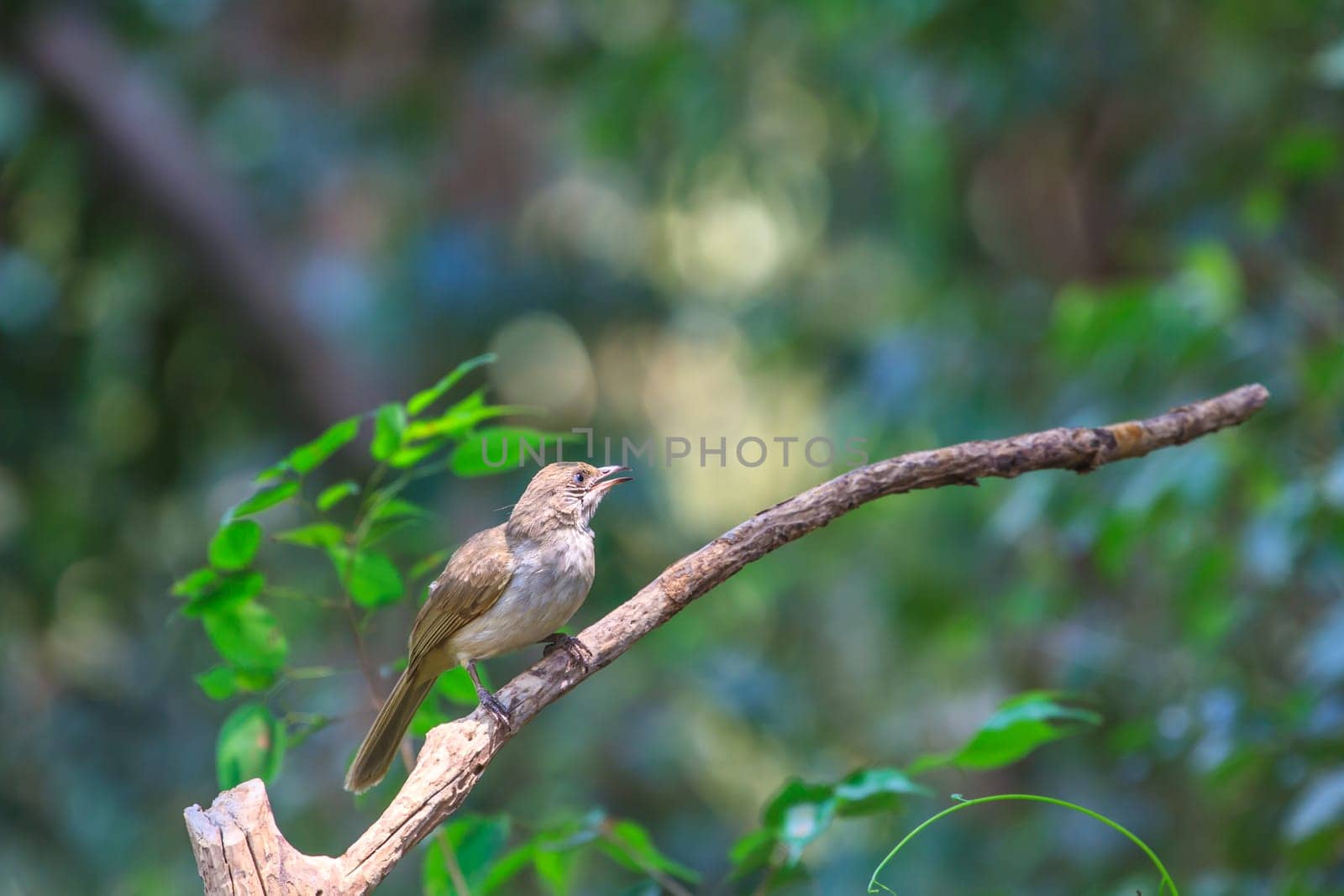 Streak-eared Bulbul (Pycnonotus blanfordi) in nature of Thailand