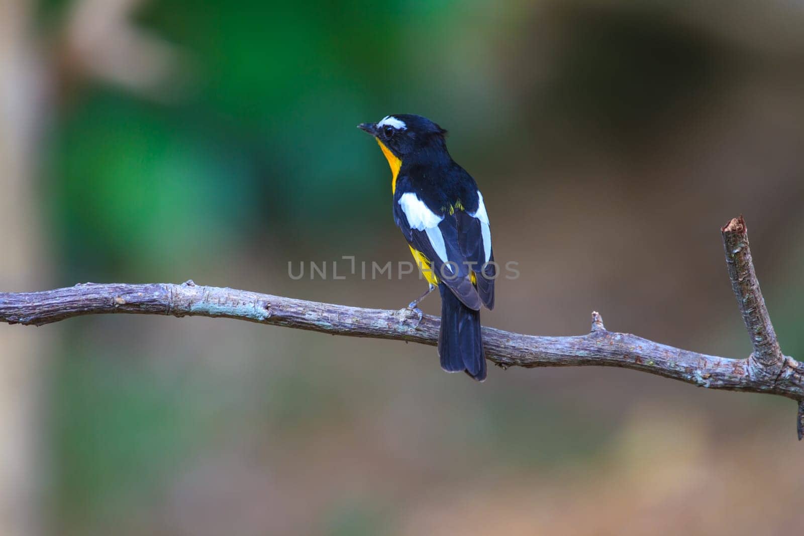 Male Yellow-rumped flycatcher (Ficedula zanthopygia) in nature of Thailand