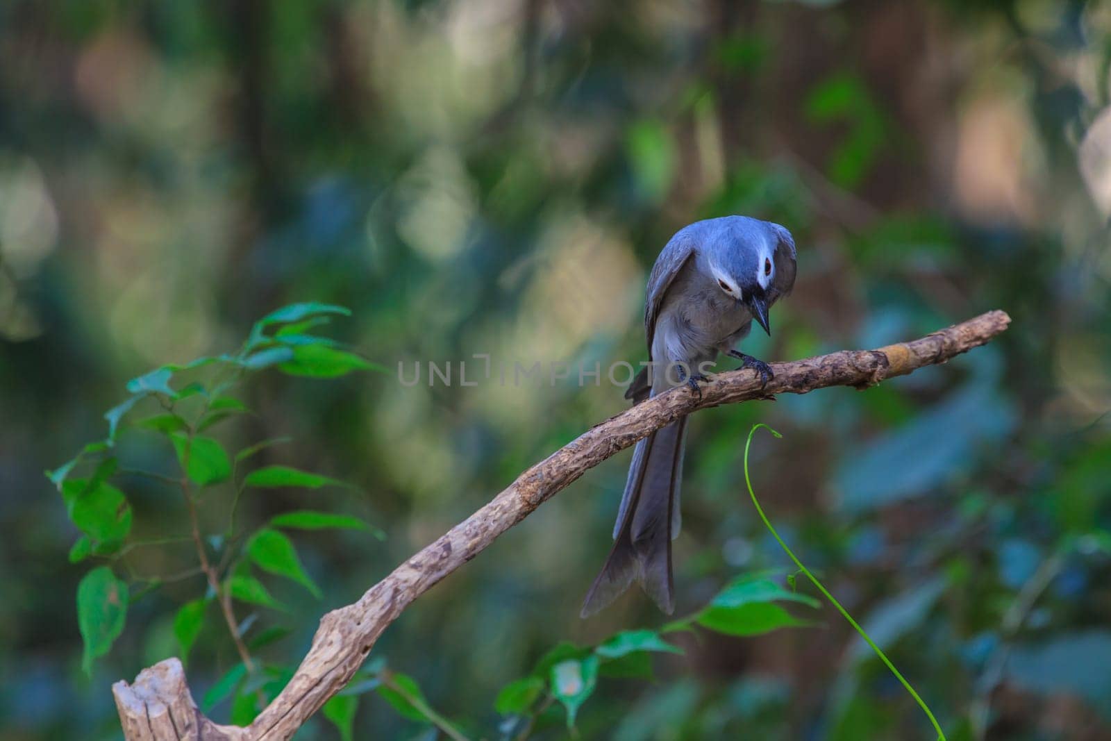 beautiful ashy drongo (Dicrurus leucophaeus)  perching on a branch