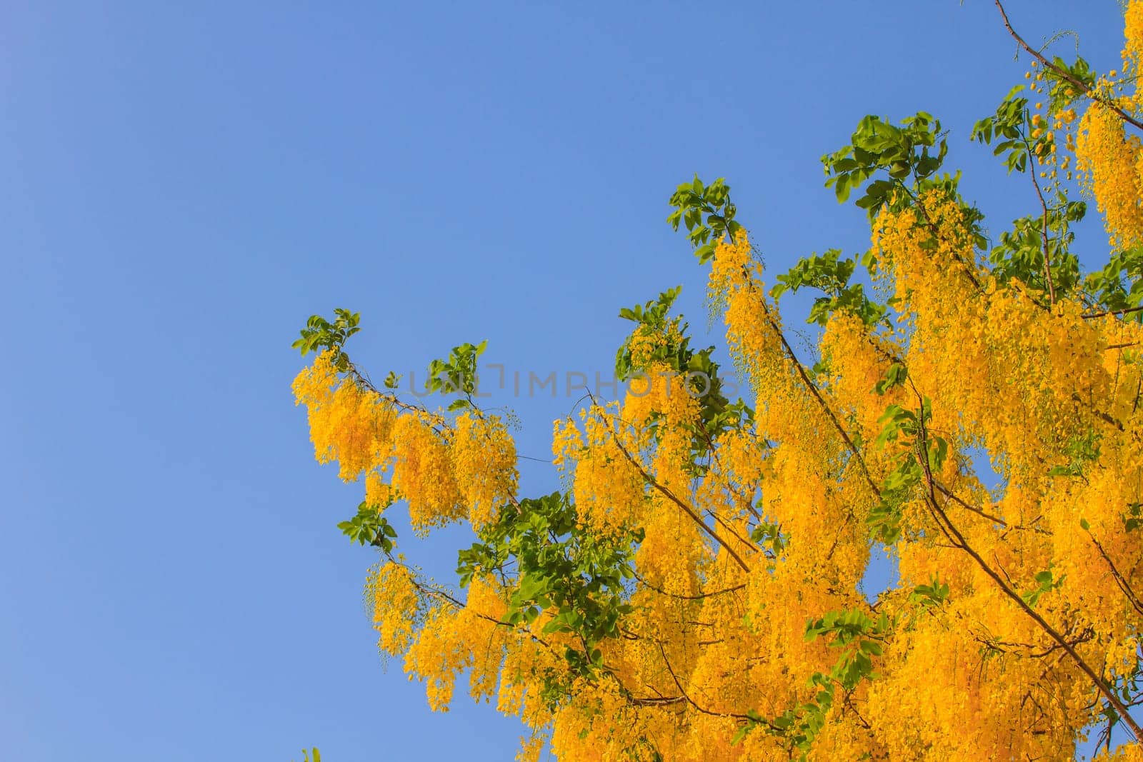 Cassia Fistula in clear blue sky. national tree of Thailand in summer