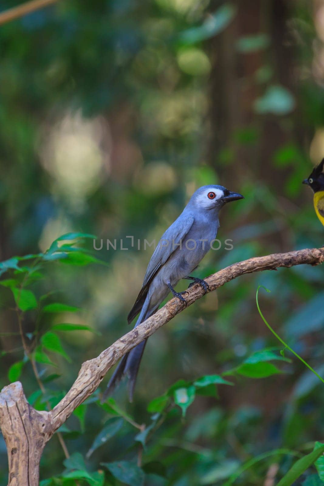 beautiful ashy drongo (Dicrurus leucophaeus)  perching on a branch