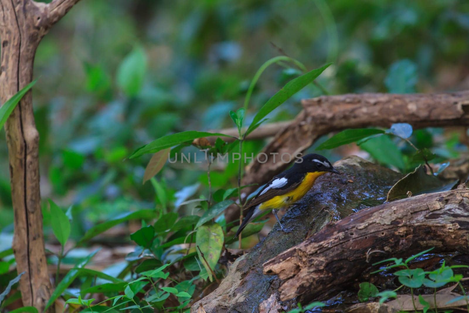 Male Yellow-rumped flycatcher (Ficedula zanthopygia) playing water in summer on hot days