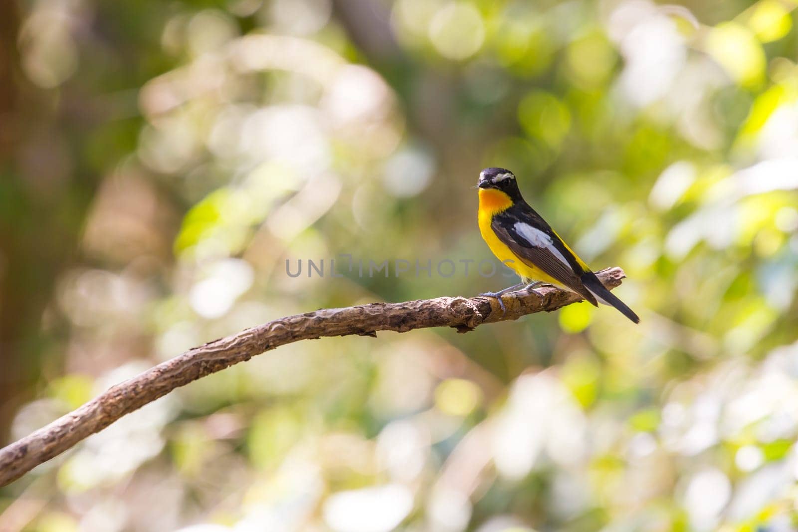 Male Yellow-rumped flycatcher (Ficedula zanthopygia) in nature of Thailand