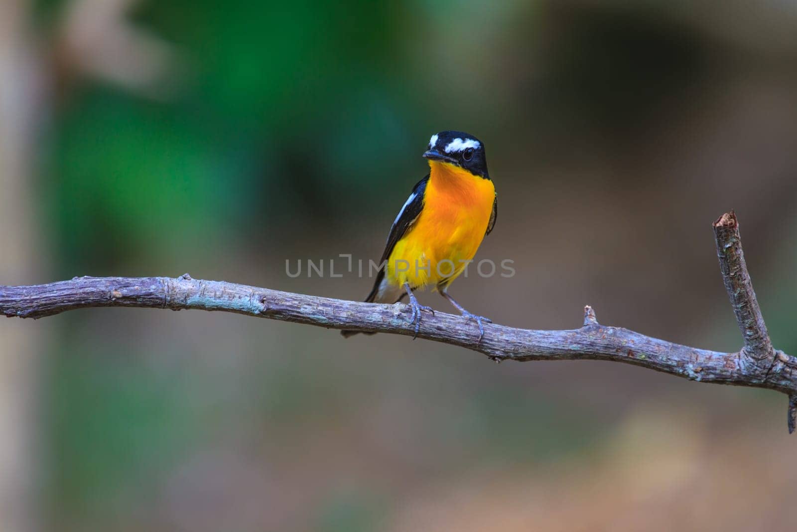 Male Yellow-rumped flycatcher (Ficedula zanthopygia) in nature of Thailand