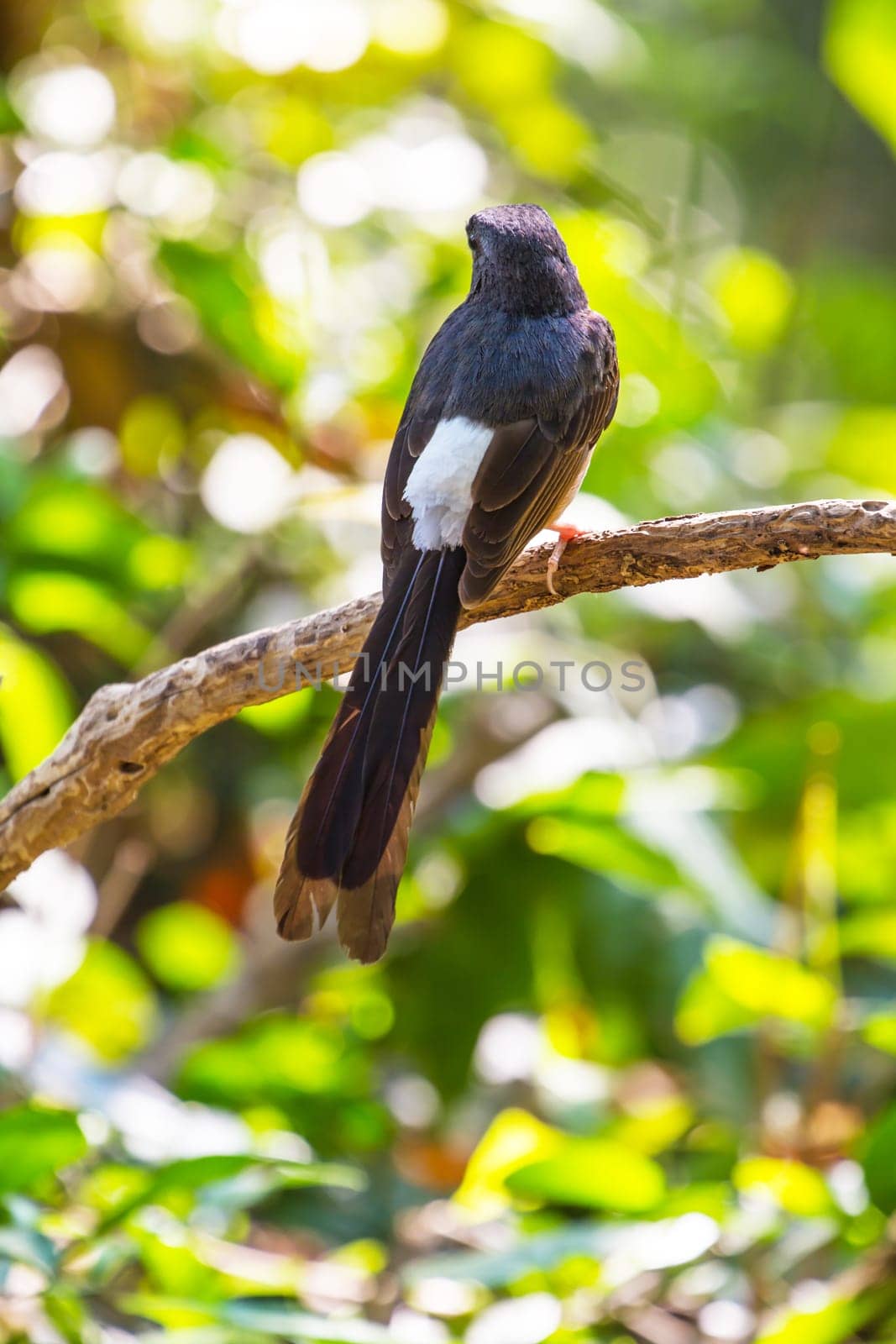 White-rumped Shama (Copsychus malabaricus), standing on a branch