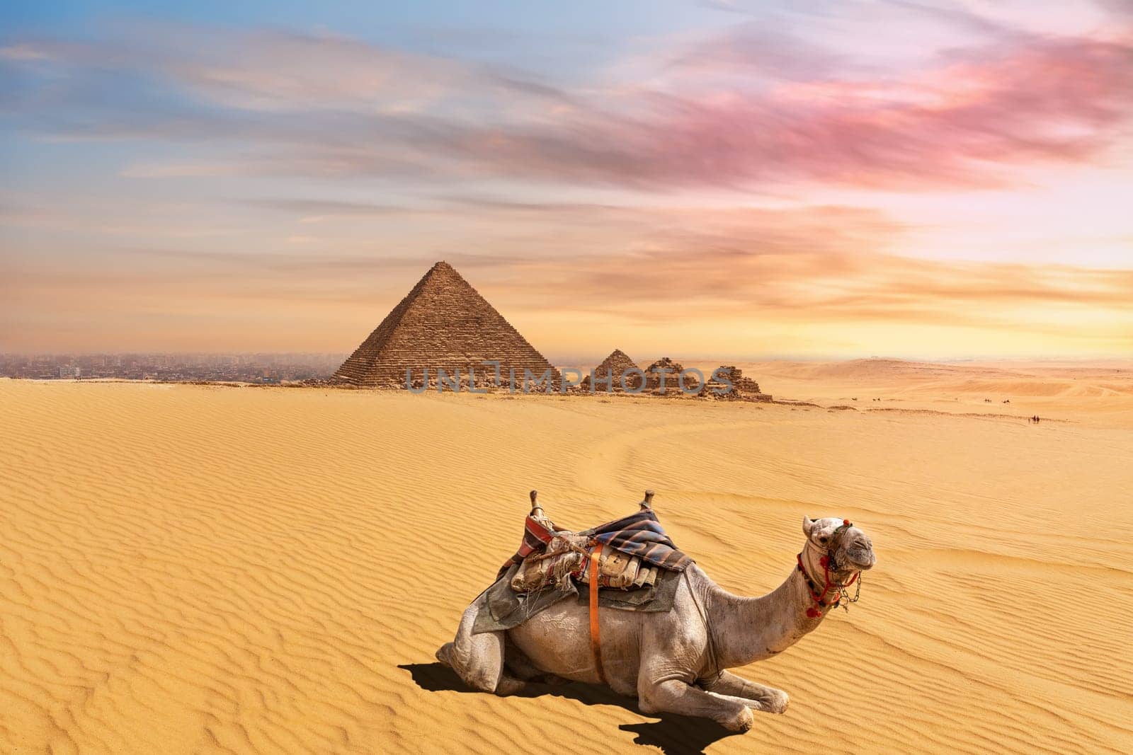 Cute camel in front of the Menkaure Pyramid complex, Giza, Cairo, Egypt.