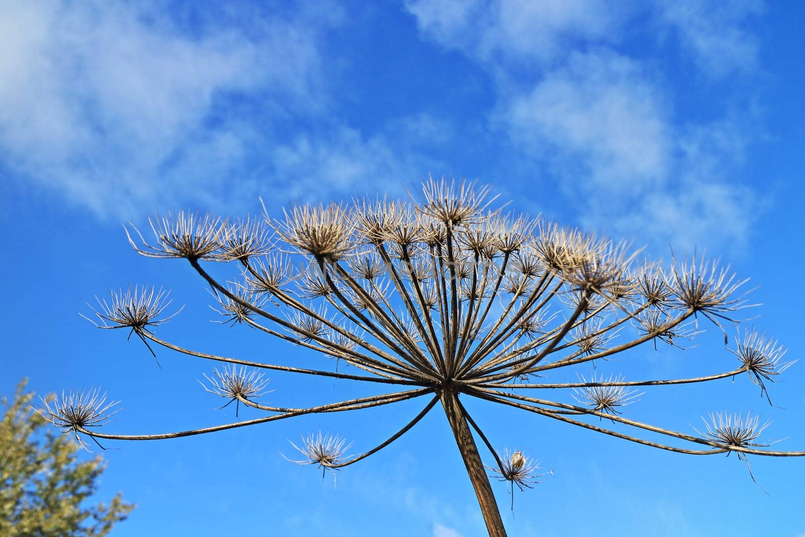 dry inflorescences of hogweed in the form of umbrellas against the blue sky