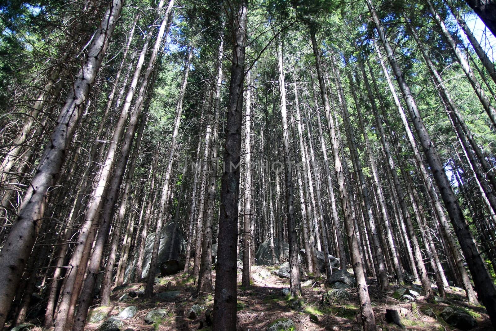 Inside a high pine forest in the Italian Alps