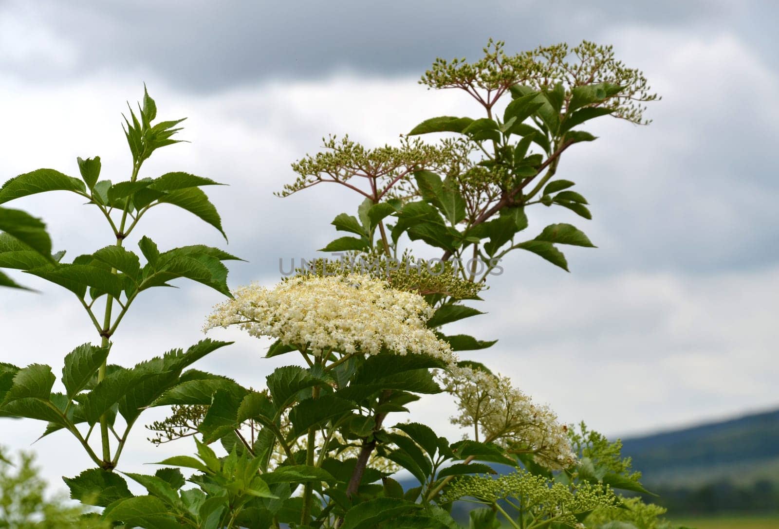 elderflower