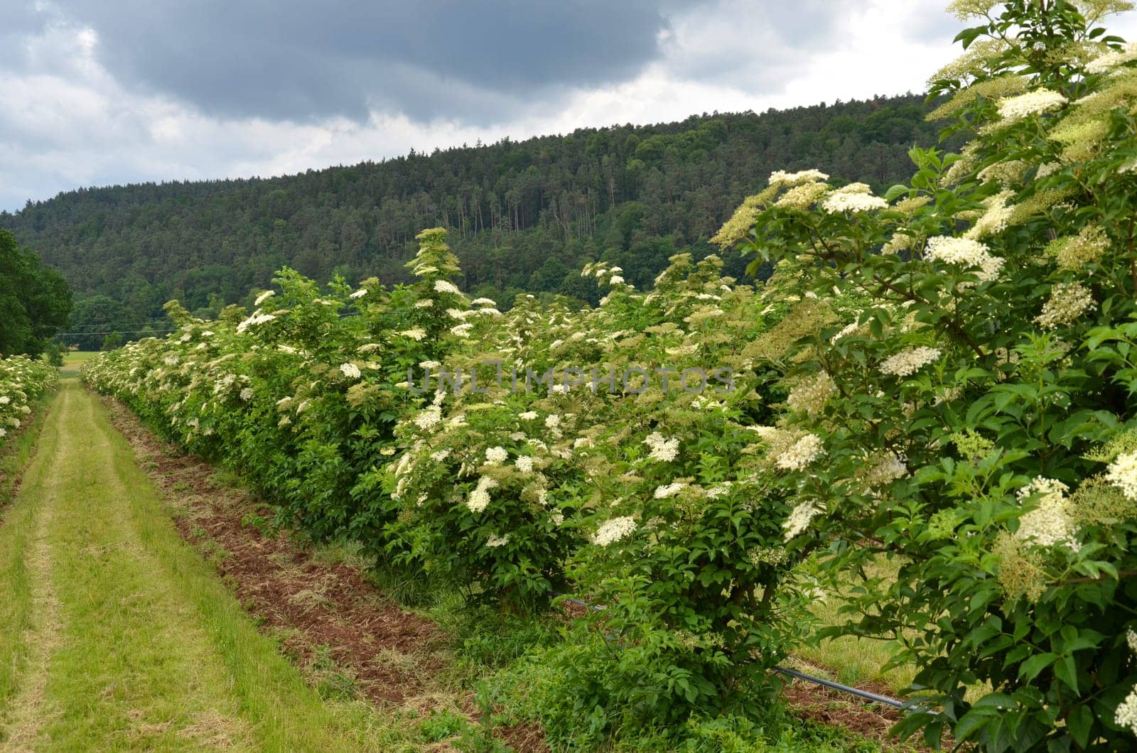 elderflower