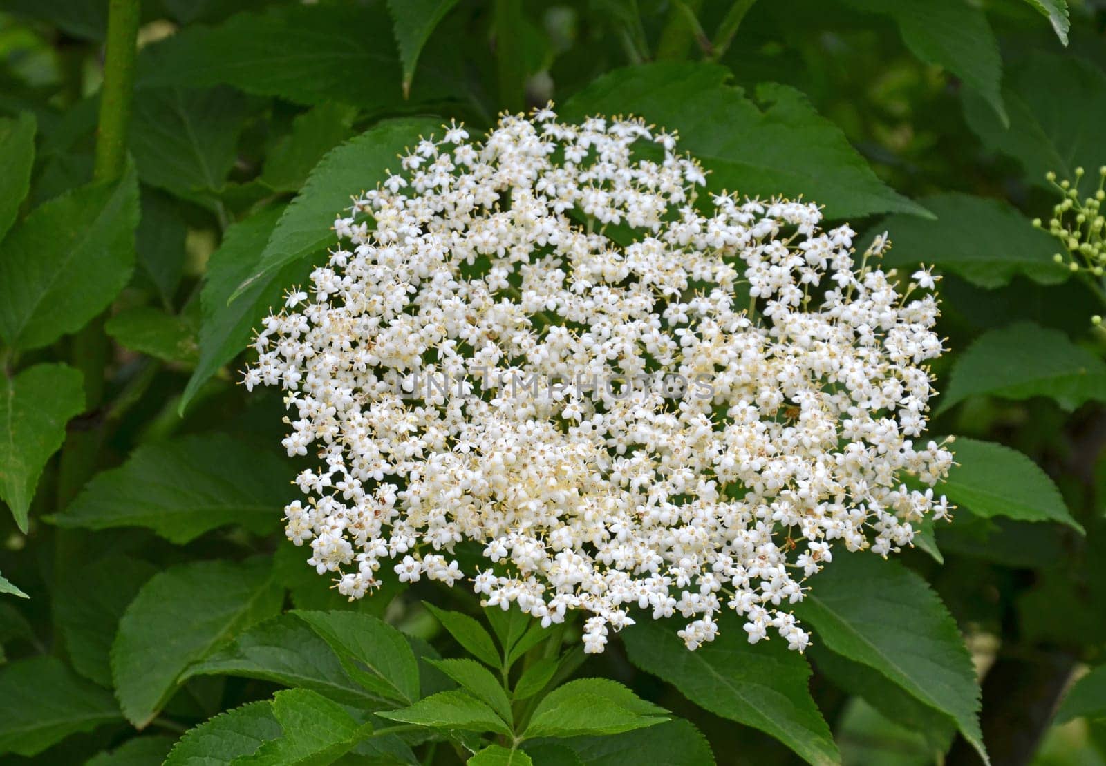 elderflower