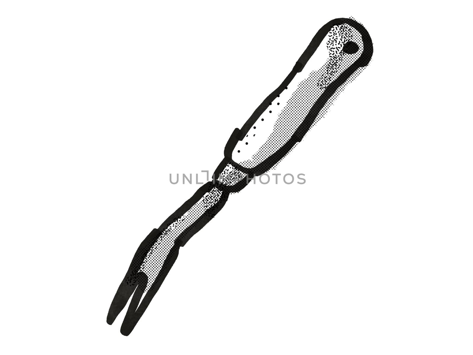 Retro cartoon style drawing of a hand weeder , a garden or gardening tool equipment on isolated white background done in black and white