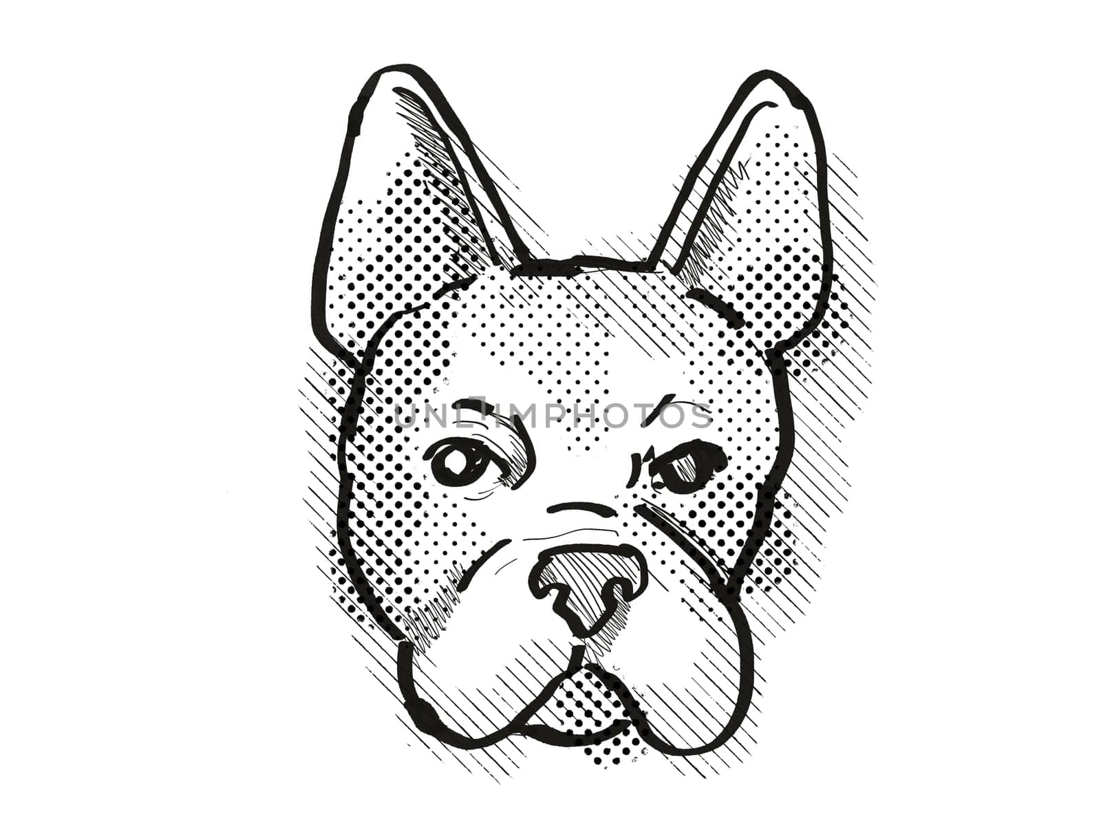 Retro cartoon style drawing of head of a Boston Terrier  , a domestic dog or canine breed on isolated white background done in black and white.