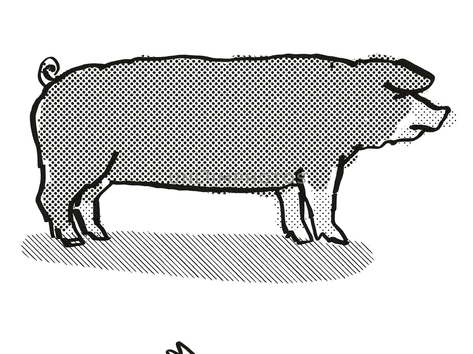 Retro cartoon style drawing of a Poland China sow or boar, a pig breed viewed from side on isolated white background done in black and white