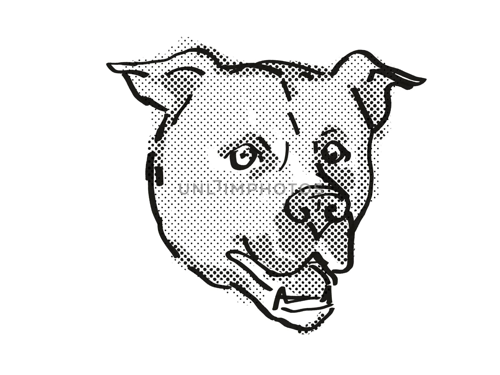 Retro cartoon style drawing of head of an American Staffordshire Terrier  , a domestic dog or canine breed on isolated white background done in black and white.