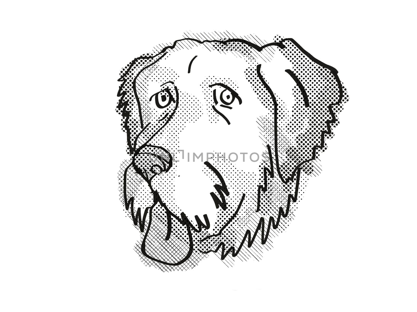 Retro cartoon style drawing of head of an .Aussiedoodle , a domestic dog or canine breed on isolated white background done in black and white.