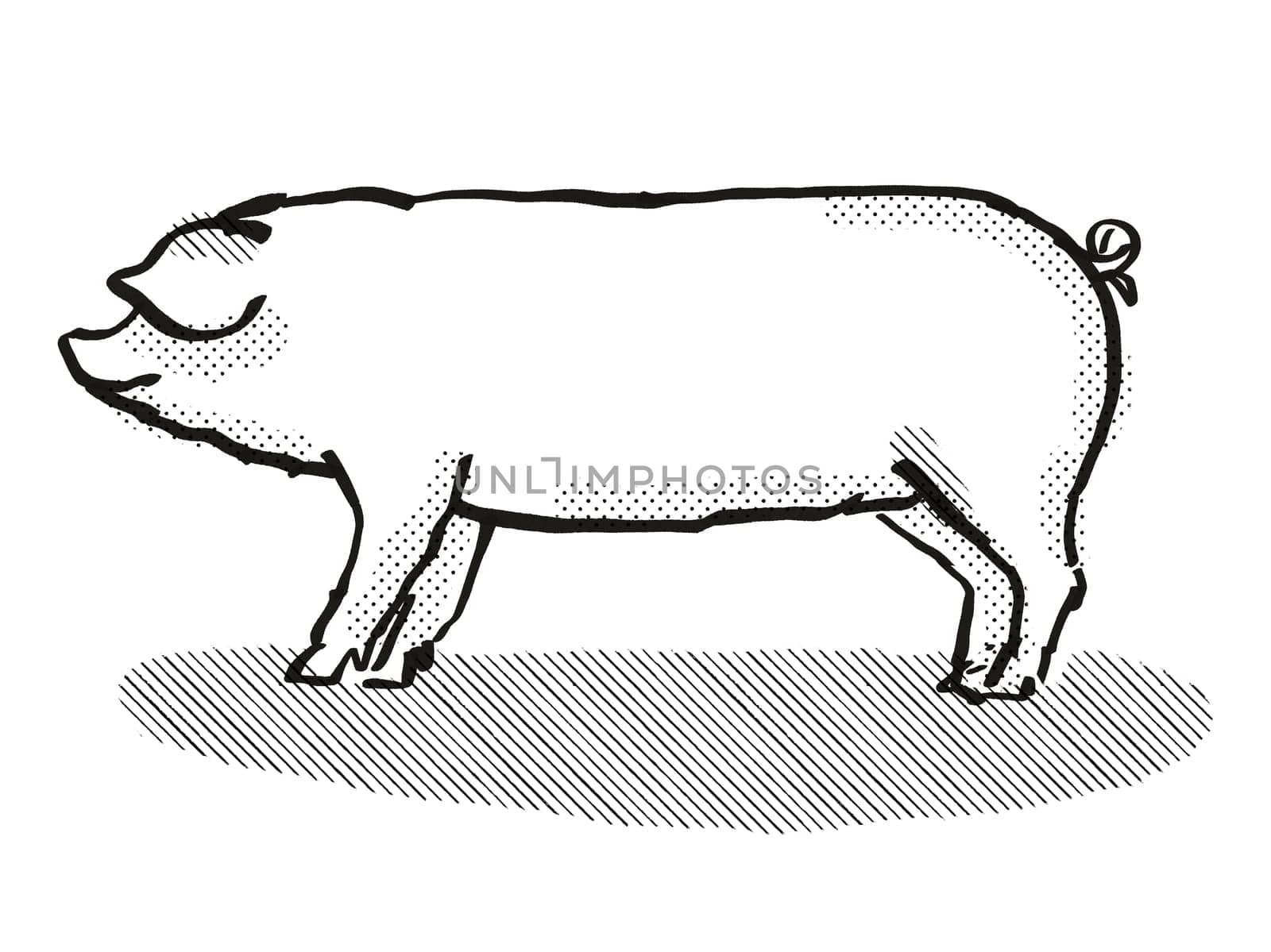Retro cartoon style drawing of a Welsh  sow or boar, a pig breed viewed from side on isolated white background done in black and white