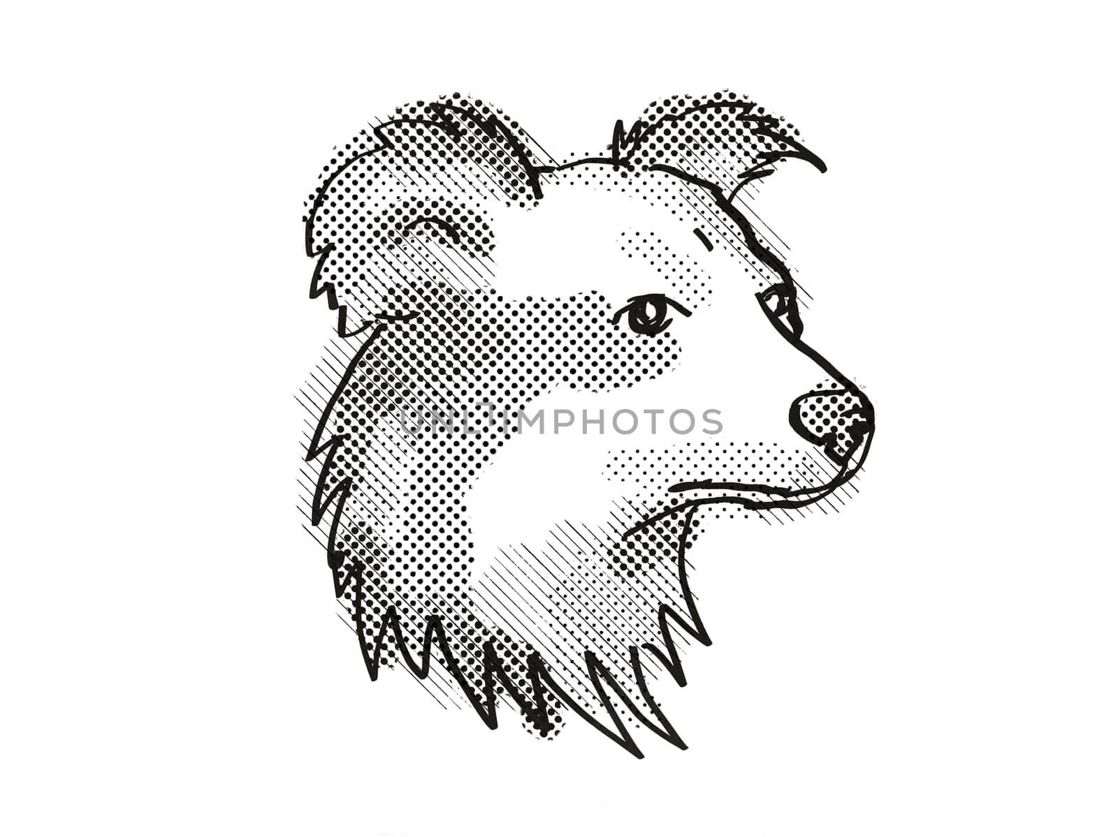 Retro cartoon style drawing of head of a Shetland Sheepdog , a domestic dog or canine breed on isolated white background done in black and white.