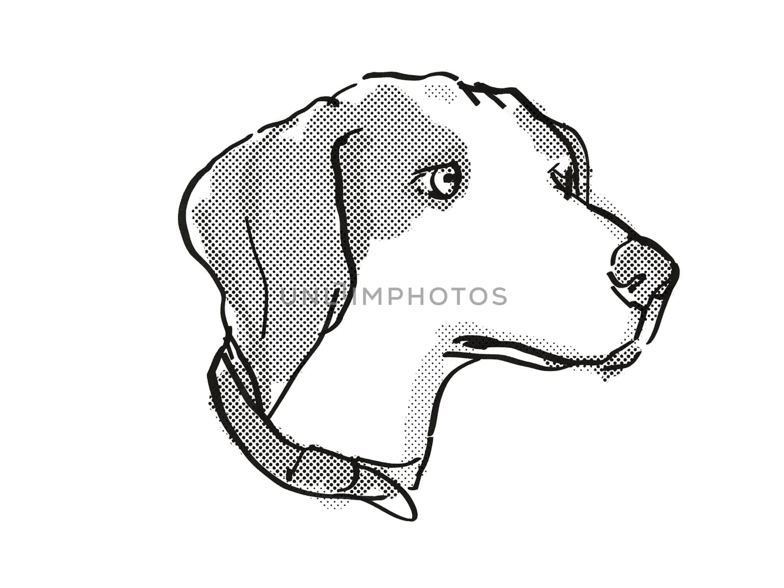 Retro cartoon style drawing of head of a Beagle  , a domestic dog or canine breed on isolated white background done in black and white.