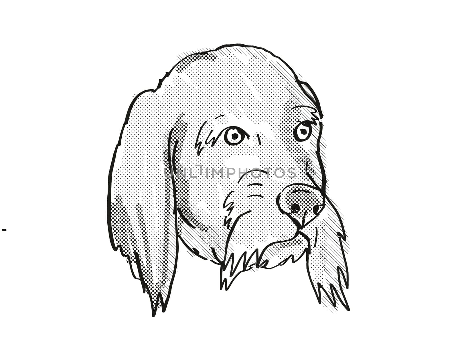 Retro cartoon style drawing of head of a Basset Fauve de Bretagne  , a domestic dog or canine breed on isolated white background done in black and white.