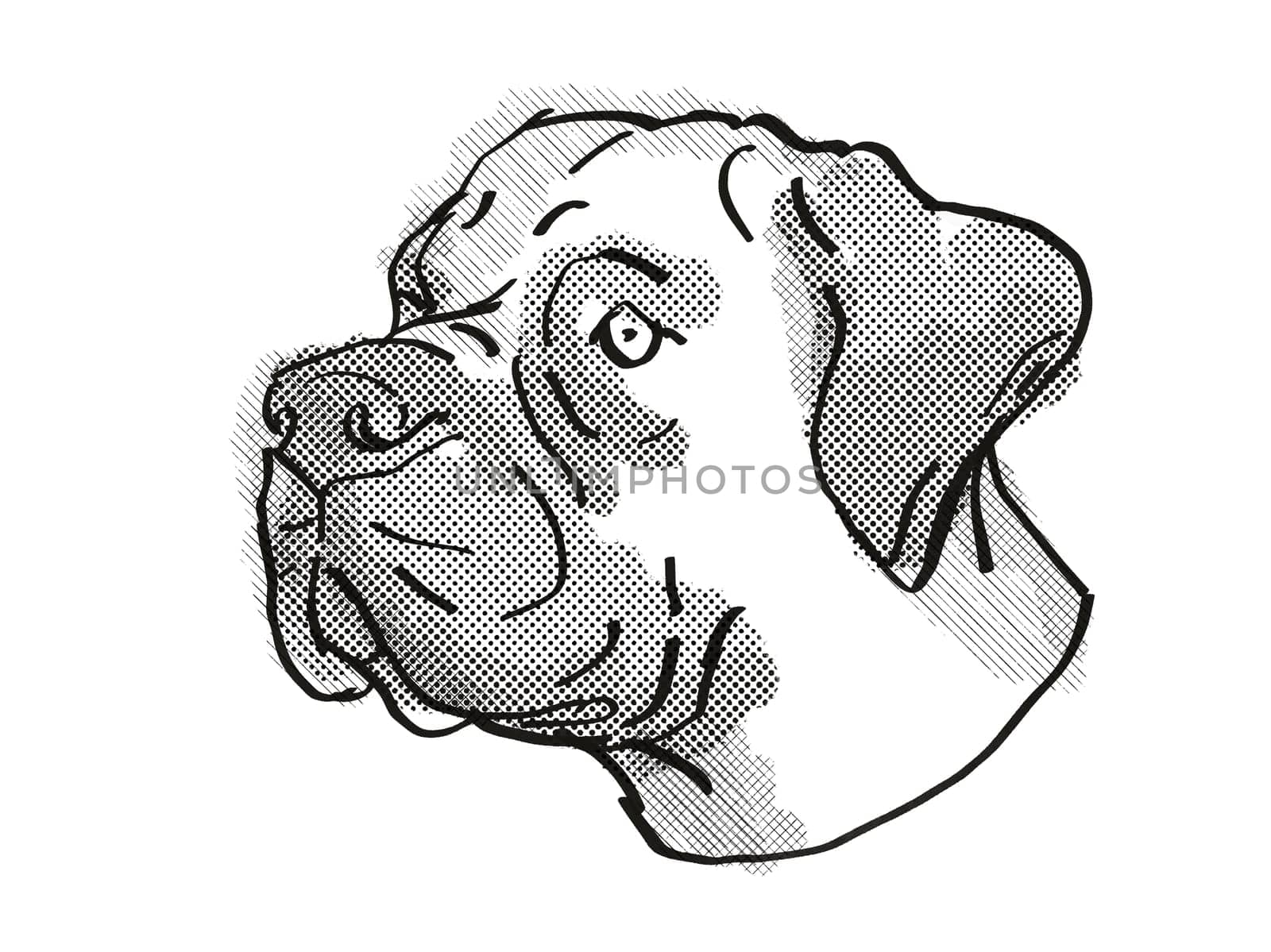 Retro cartoon style drawing of head of a Boerboel  , a domestic dog or canine breed on isolated white background done in black and white.