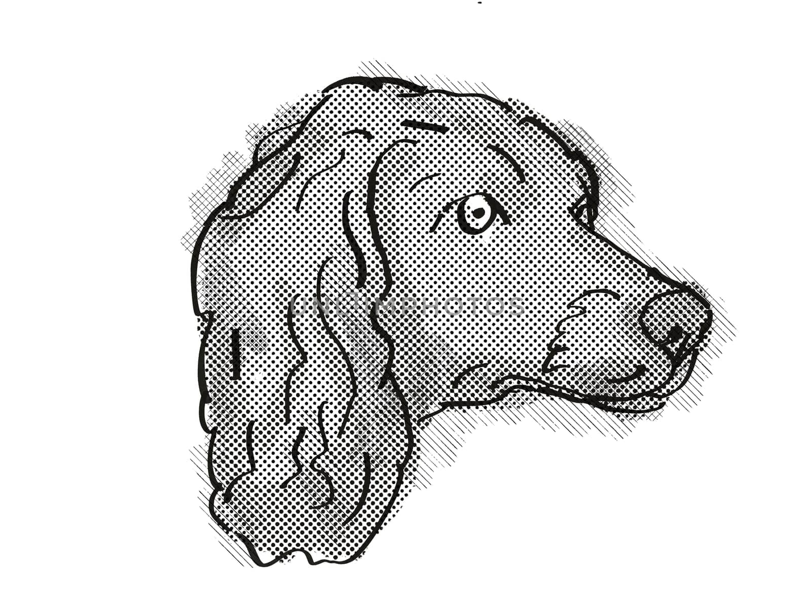 Retro cartoon style drawing of head of a Boykin Spaniel  , a domestic dog or canine breed on isolated white background done in black and white.