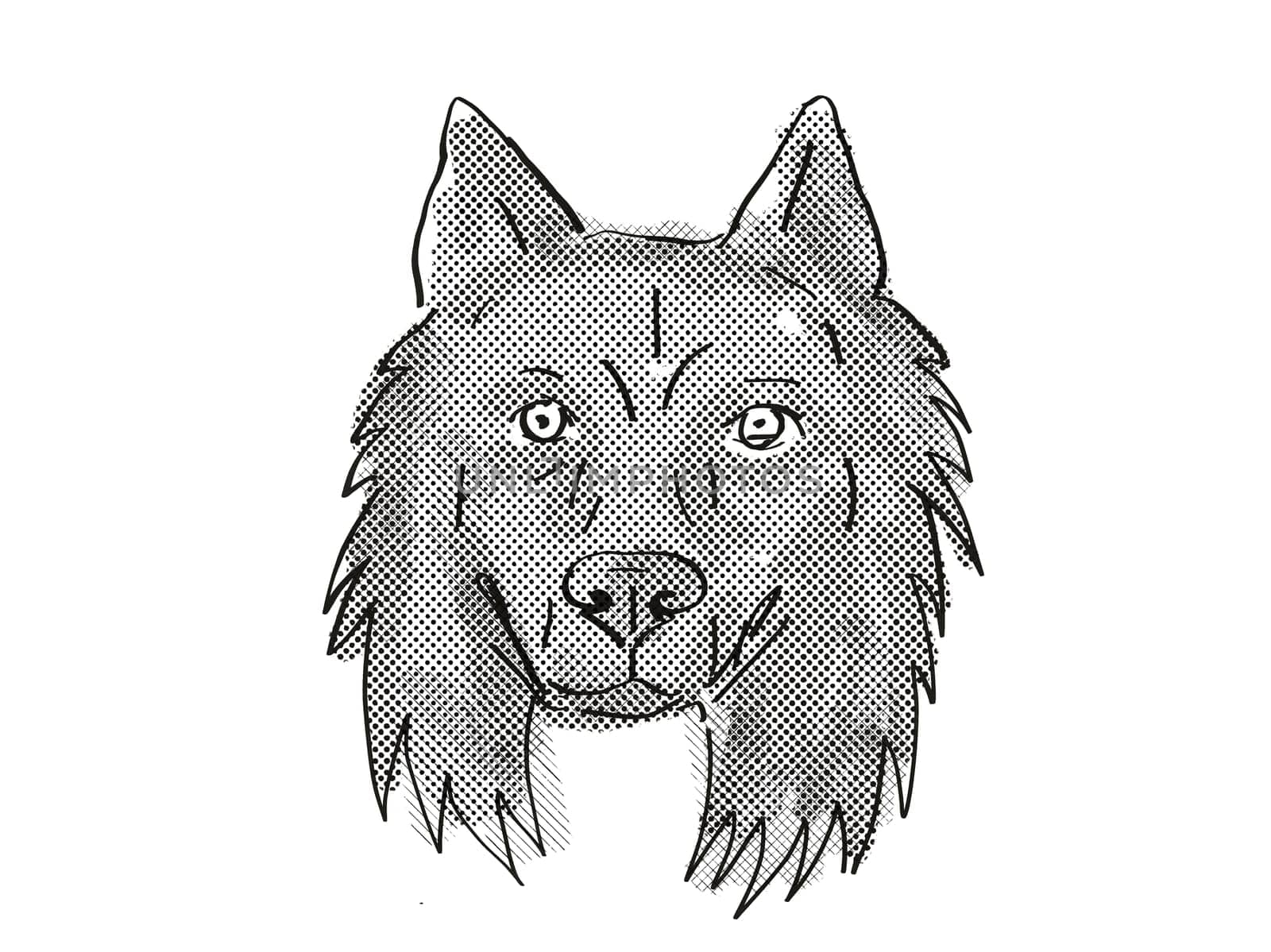 Retro cartoon style drawing of head of a Belgian Sheepdog, a domestic dog or canine breed on isolated white background done in black and white.