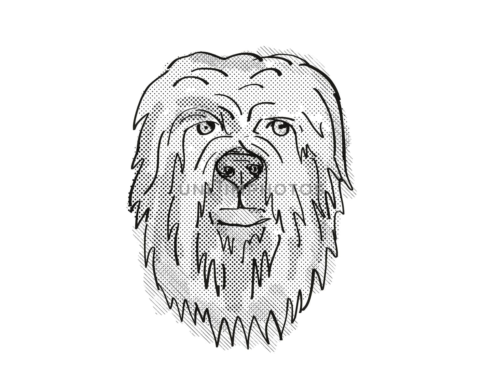 Retro cartoon style drawing of head of a Briard, a domestic dog or canine breed on isolated white background done in black and white.