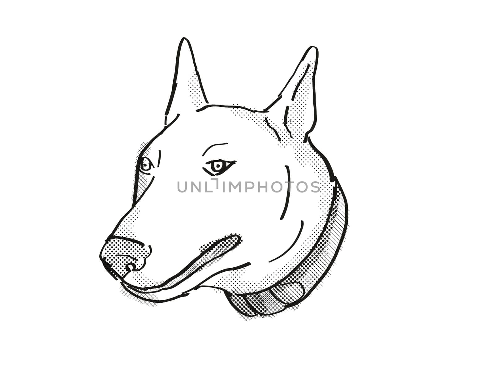 Retro cartoon style drawing of head of a Bull Terrier, a domestic dog or canine breed on isolated white background done in black and white.