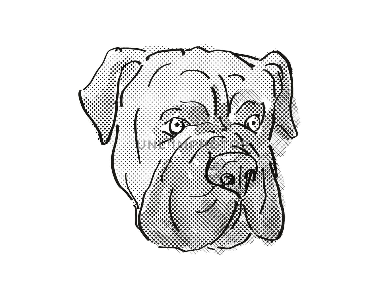 Retro cartoon style drawing of head of a Bullmastiff or silent watchdog, a domestic dog or canine breed on isolated white background done in black and white.