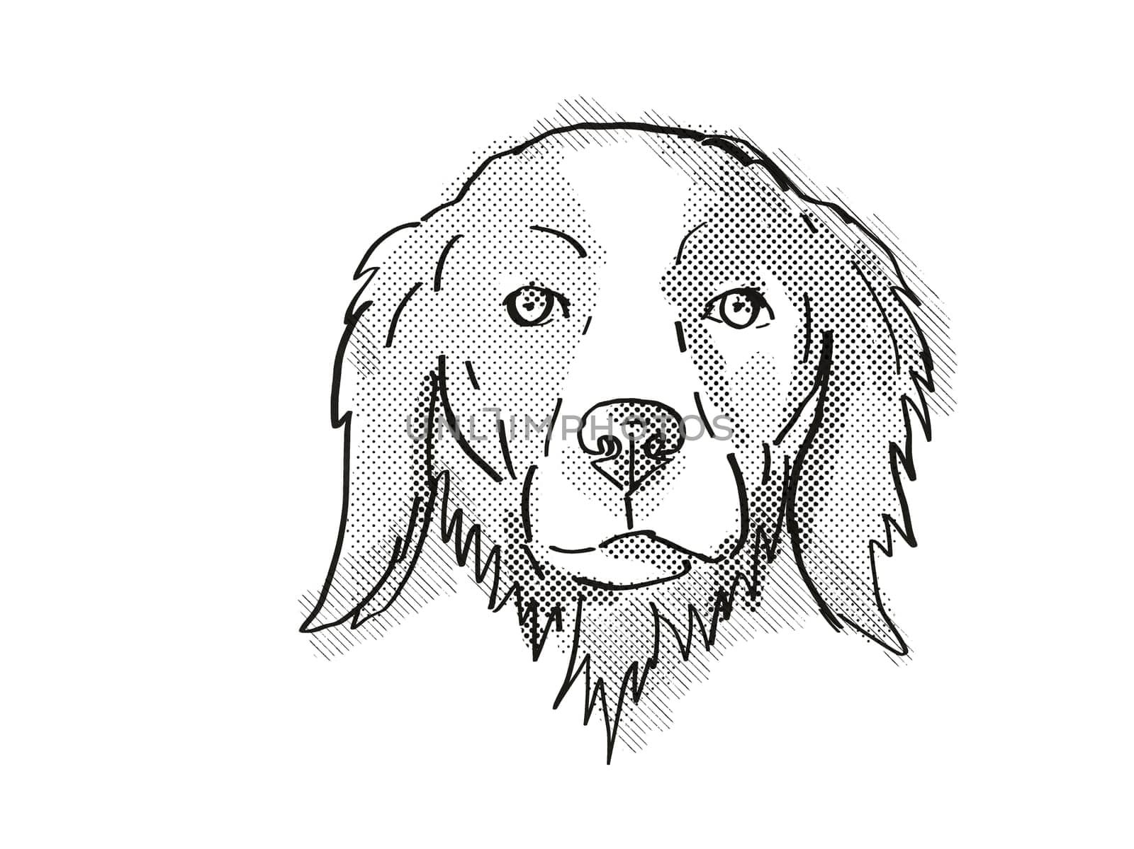 Retro cartoon style drawing of head of a Brittany or Brittany Spaniel, a domestic dog or canine breed on isolated white background done in black and white.