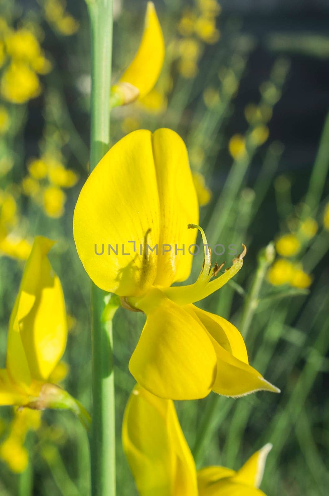 Cytisus scoparius flowering at extremaduran dehesa forests on April. Closeup