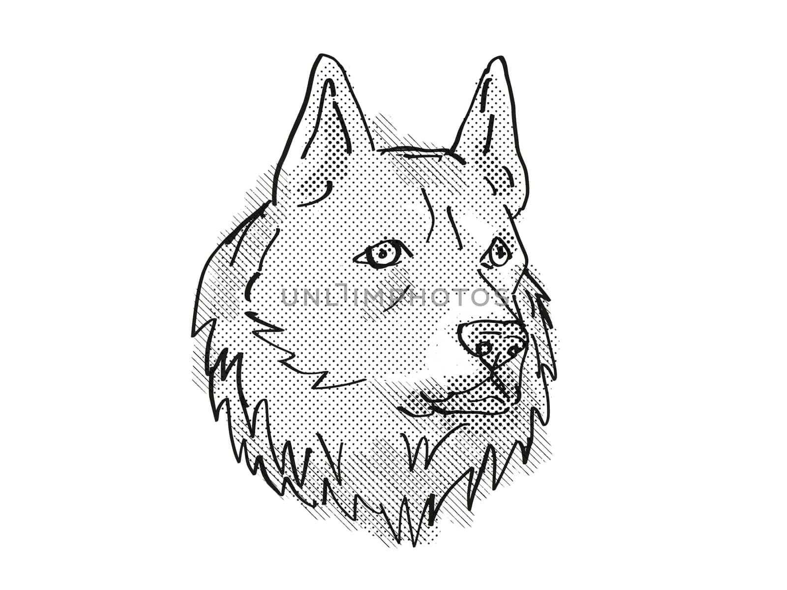 Retro cartoon style drawing of head of a Finnish Spitz, a domestic dog or canine breed on isolated white background done in black and white.