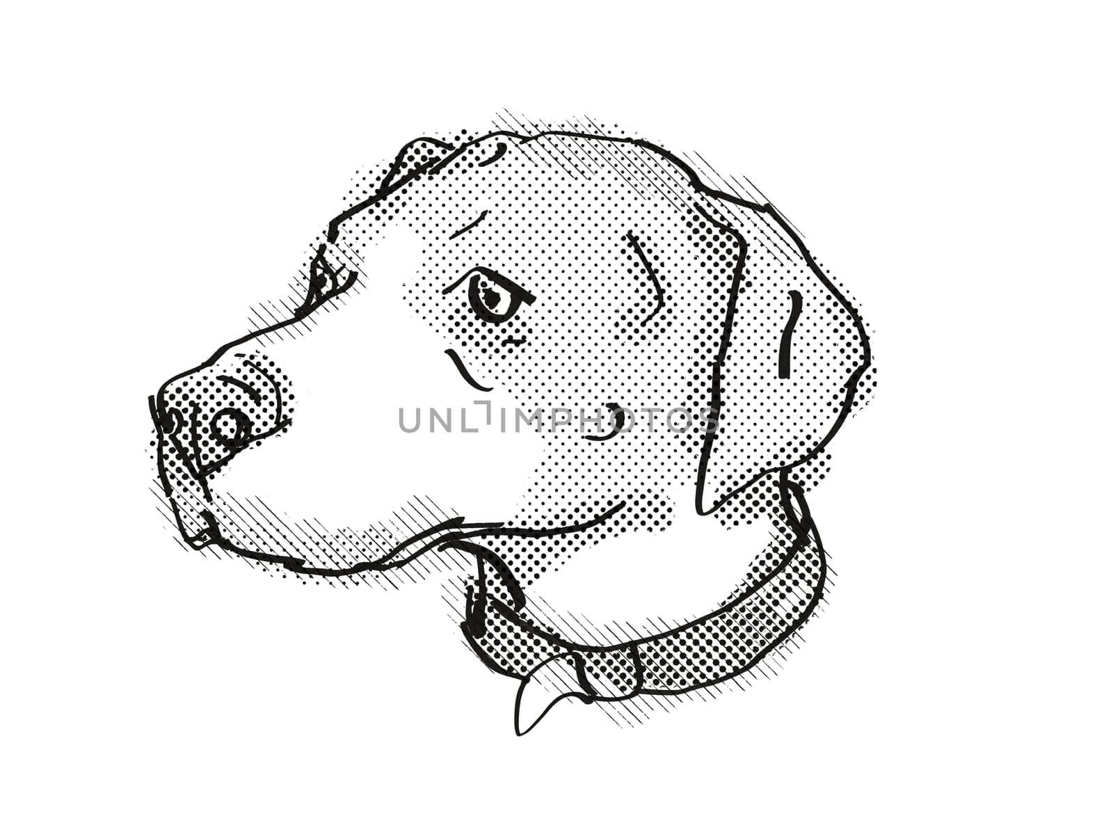 Retro cartoon style drawing of head of an English Foxhound, a domestic dog or canine breed on isolated white background done in black and white.
